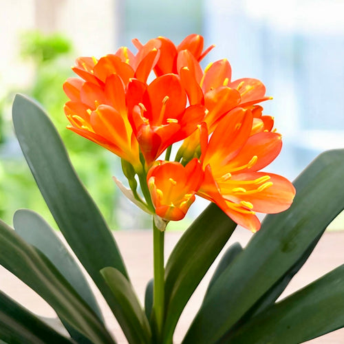 Clivia Miniata 'Orange'