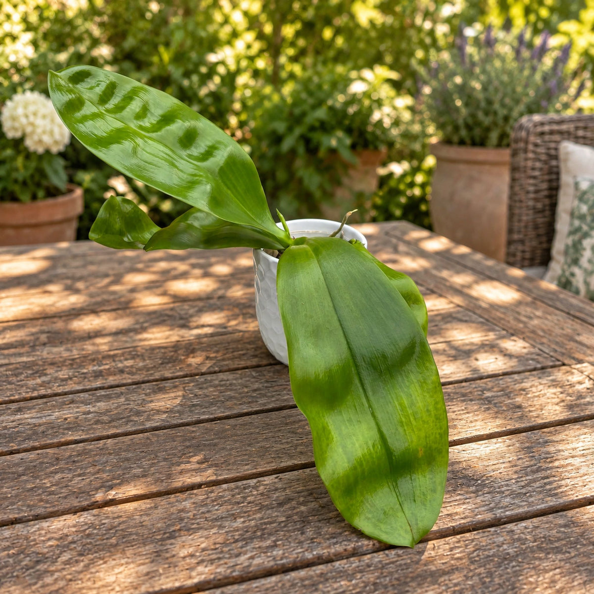 Phalaenopsis Yaphon Love Song 'Green Giant'