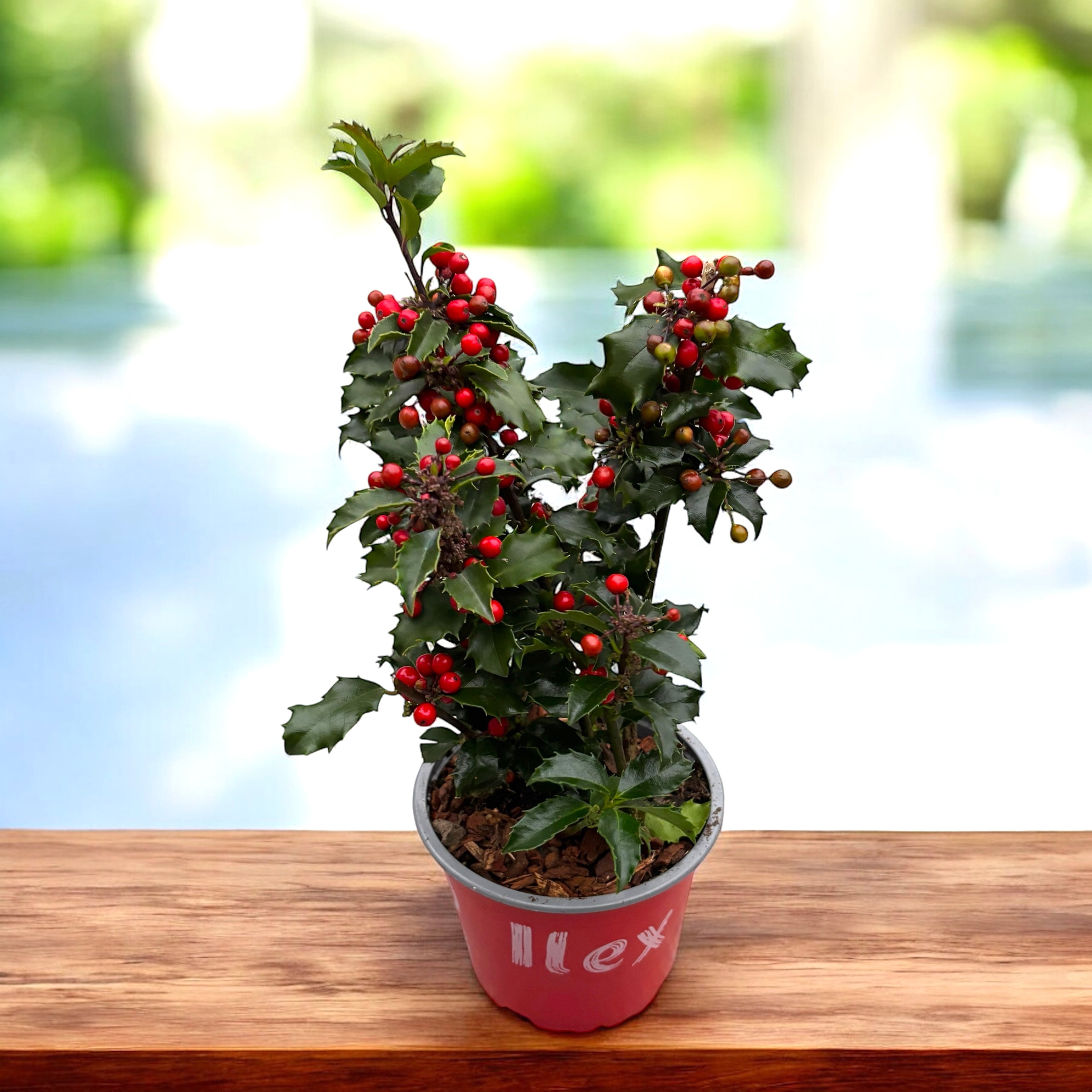 Ilex meserveae – arbust vesnic verde cu fructe rosii decorative