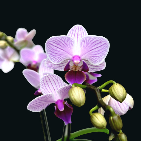 Phalaenopsis Azur