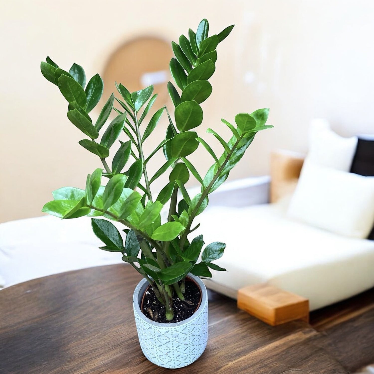 Zamioculcas planta eterna (Planta banilor de aur)