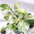 Epipremnum aureum ‘Manjula’ (Happy Leaf) 3-4 plante/ghiveci