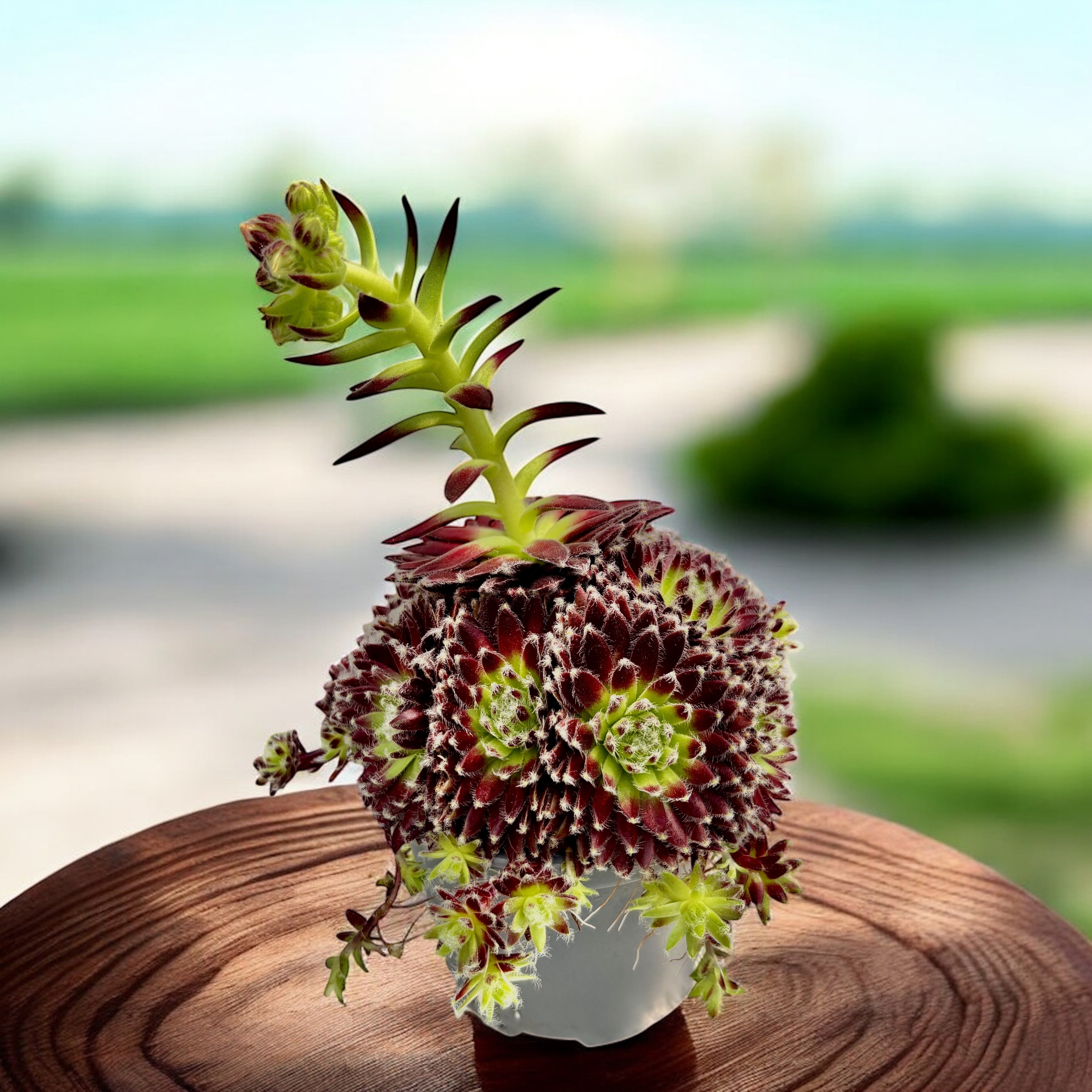 Sempervivum 'Viena' (Planta Urechelnita)