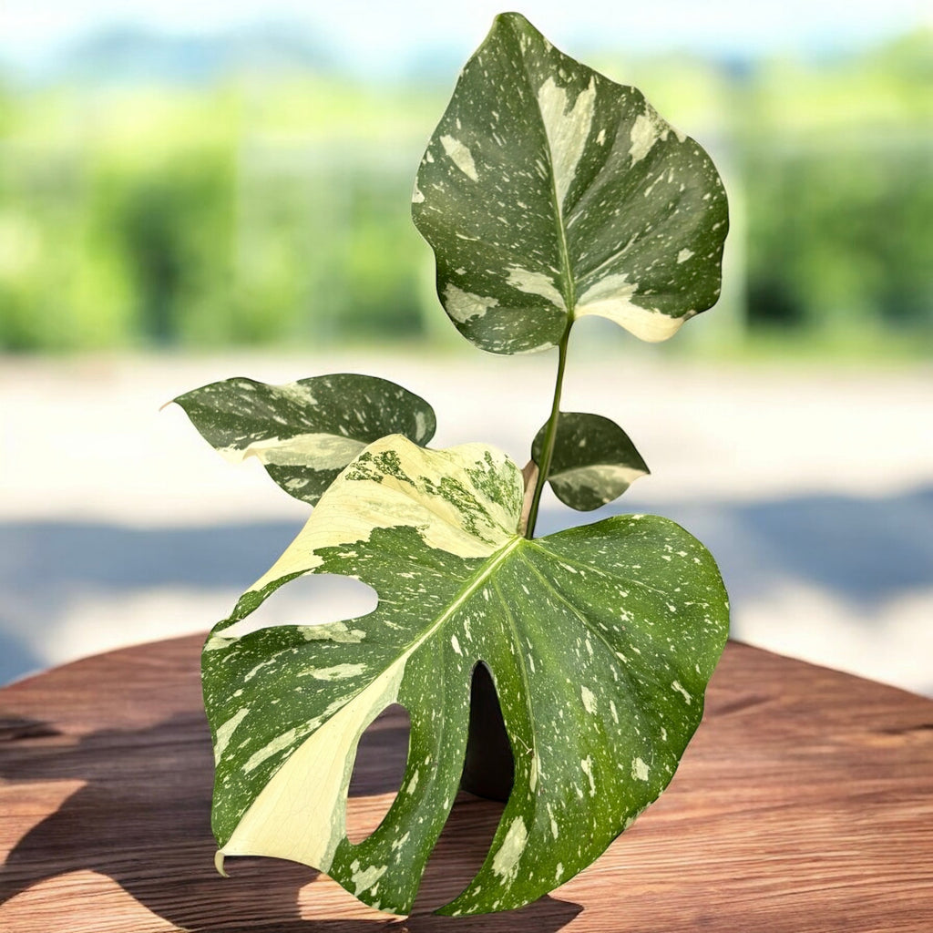 Monstera variegata 'Thai Constellation' D12