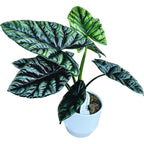 Alocasia sinuata