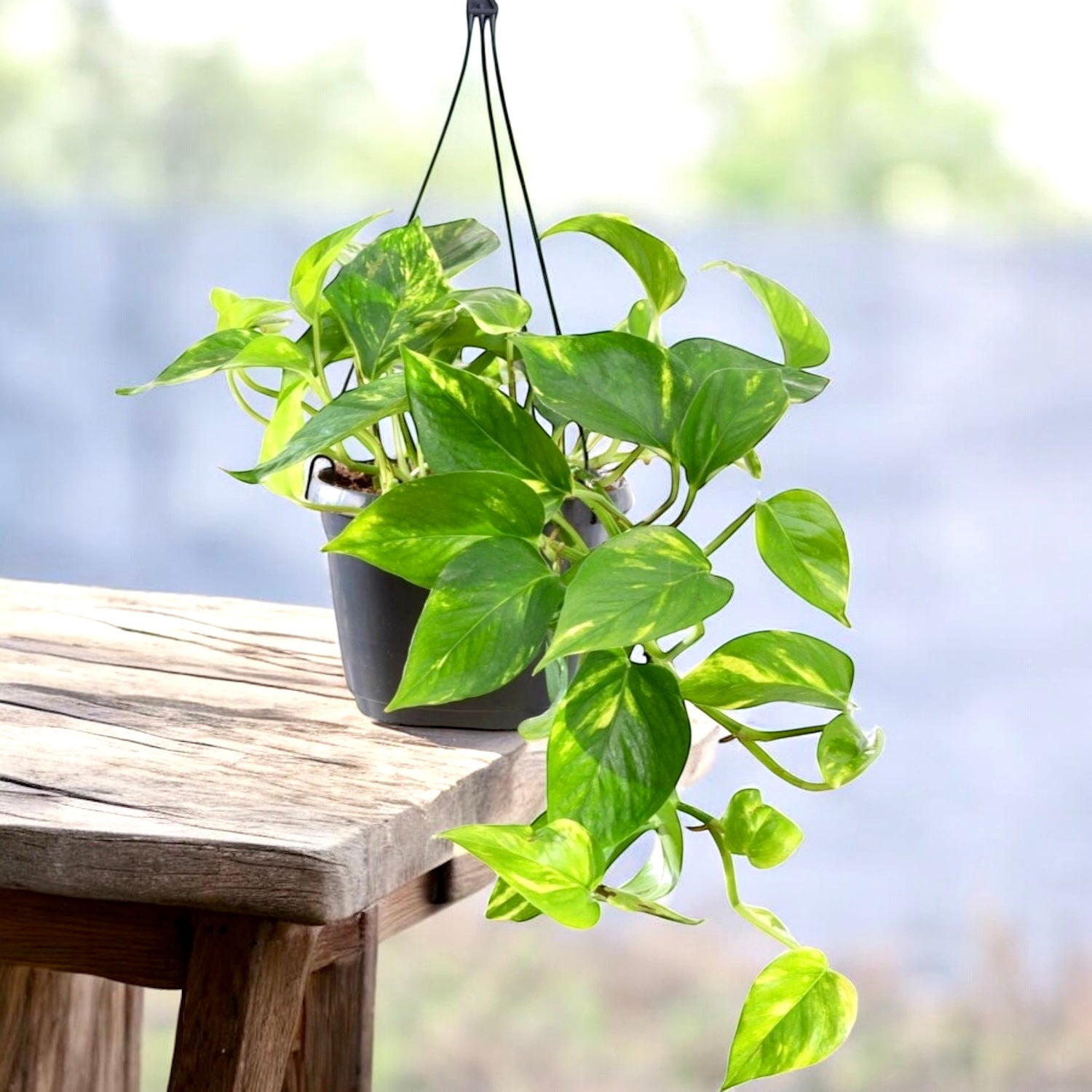 Epipremnum aureum 'Golden' - exemplare XL