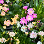 Lewisia cotyledon - wieloletnia roślina sukulentowa z dekoracyjnymi kwiatami i obfitym kwitnieniem