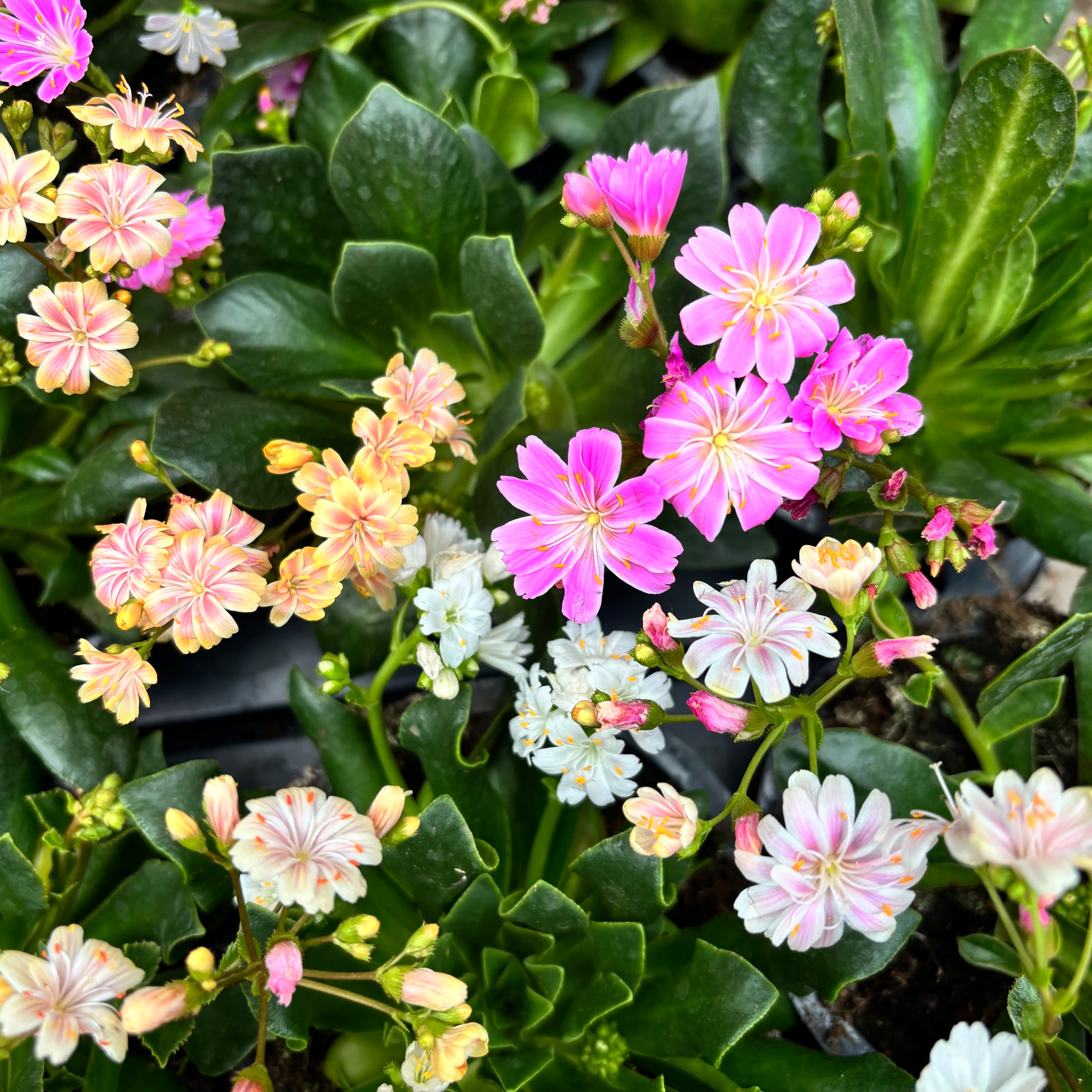 Lewisia cotyledon - planta suculenta perena cu flori decorative si inflorire abundenta