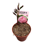 Doftande trädgårds pioner - Paeonia lactiflora 'Sarah Bernhardt'