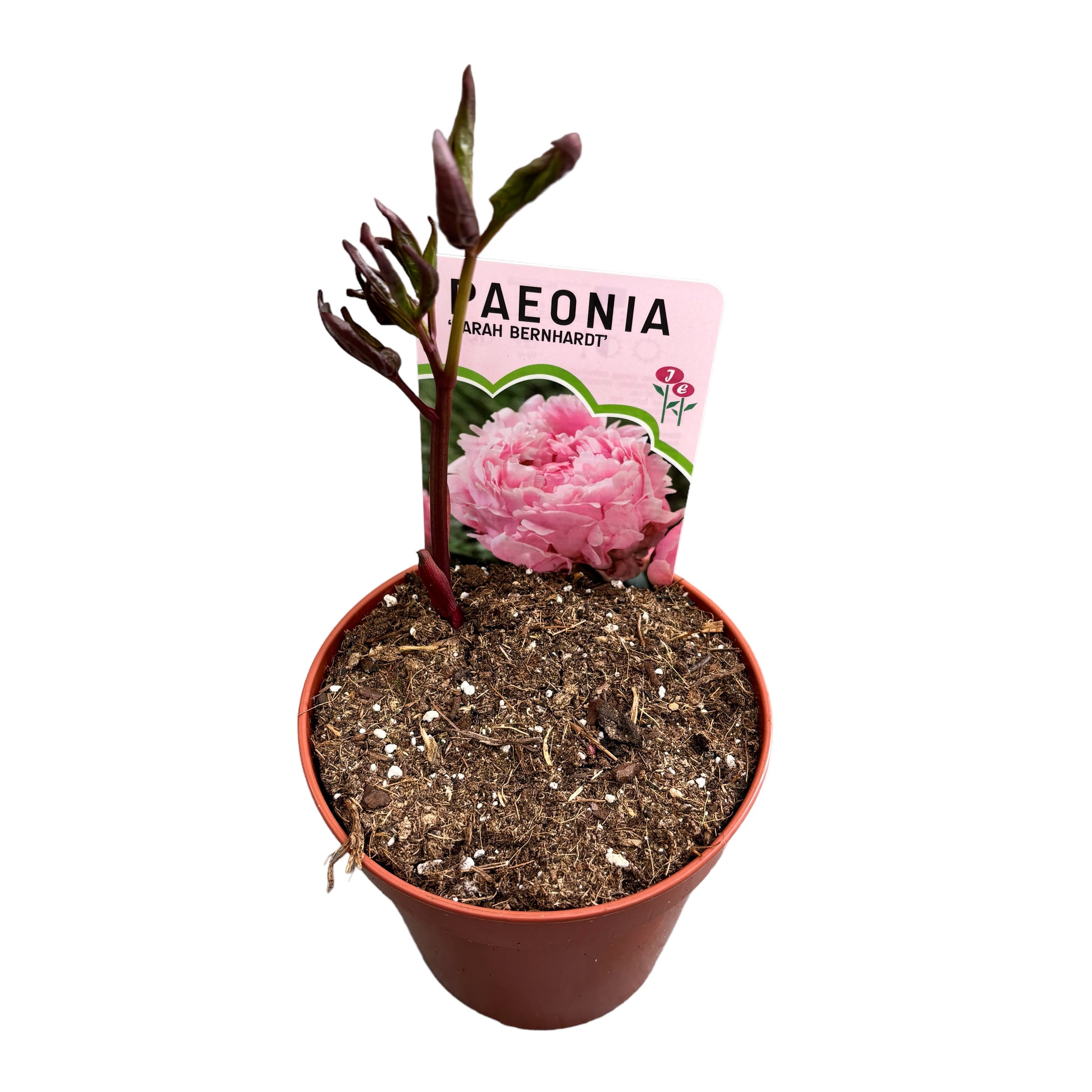 Illatos kertibozsik - Paeonia lactiflora 'Sarah Bernhardt'