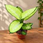 Dieffenbachia ‘Summer Style’ – tropical elegance in green and cream