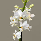 Doritis pulcherrima alba (2 Pflanzen/Topf)