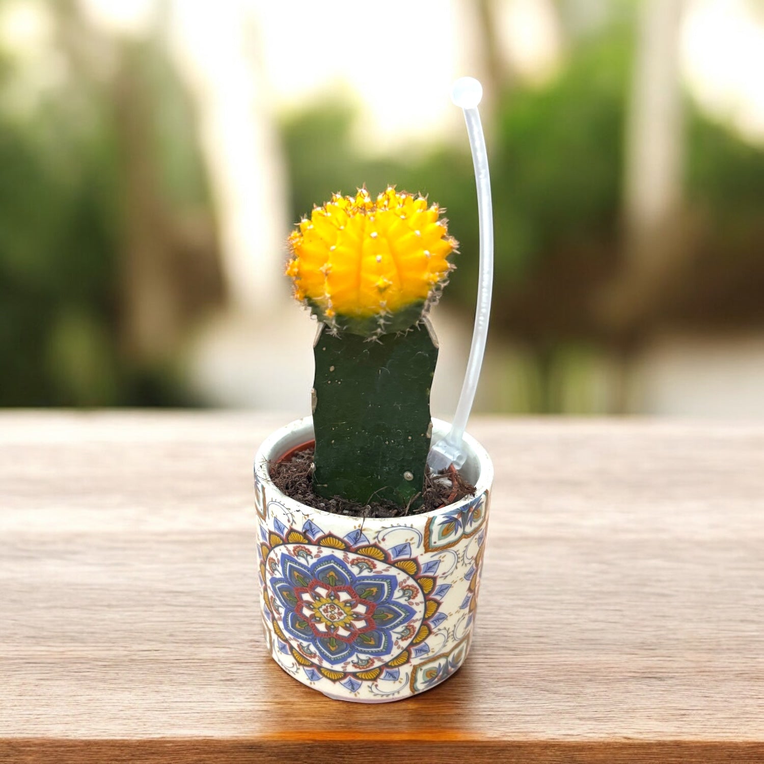 Gymnocalycium mini - Cactus innestati colorati