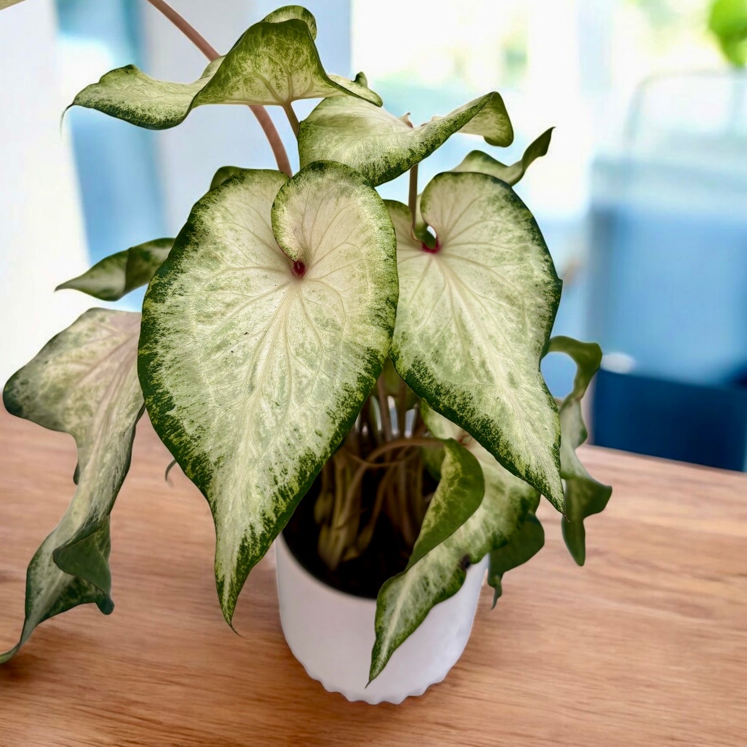 Caladium 'White Wonder’