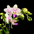 Phalaenopsis Épanouissement de la Fleur