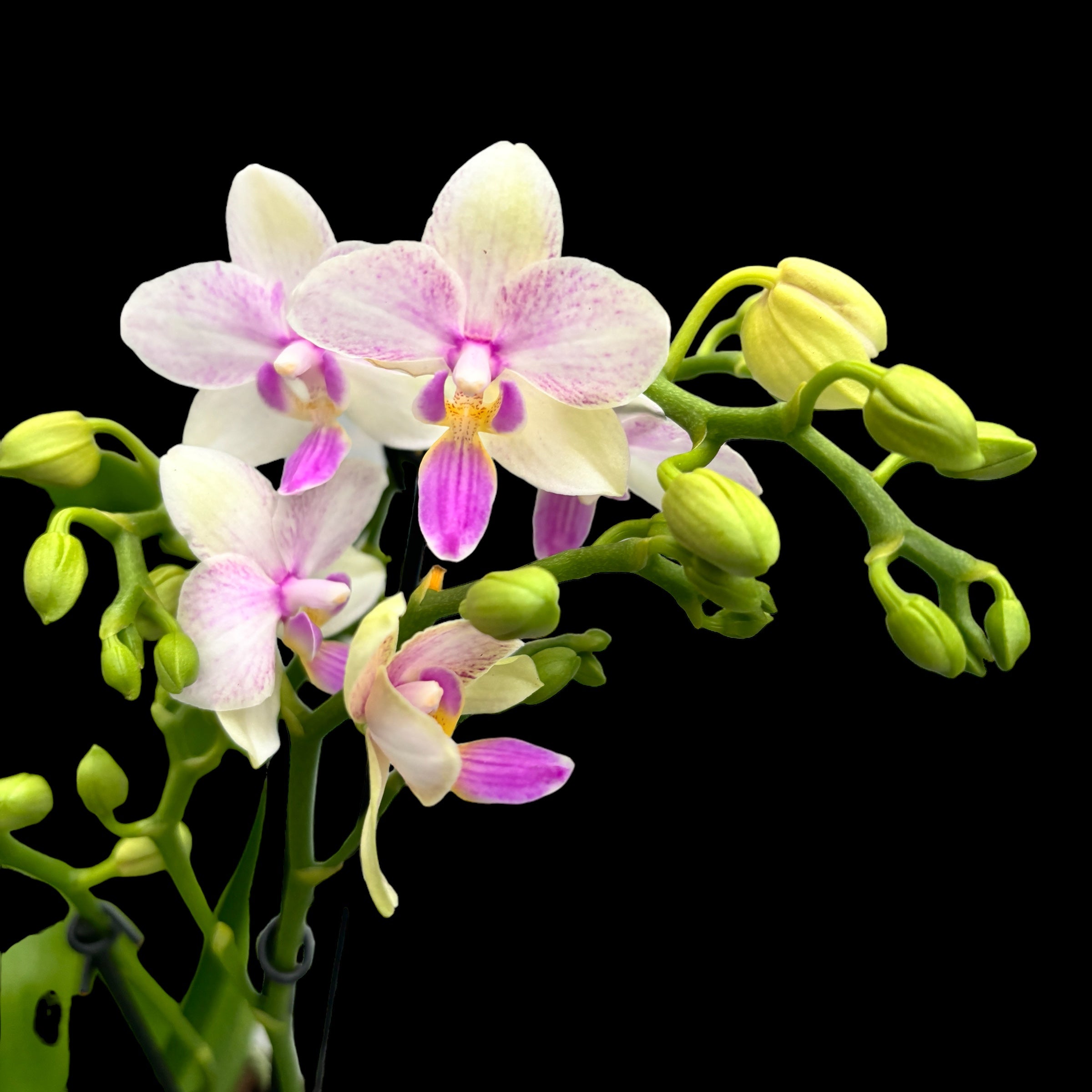 Phalaenopsis Blossom Bliss