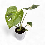 Monstera variegata 'Thai Constellation'