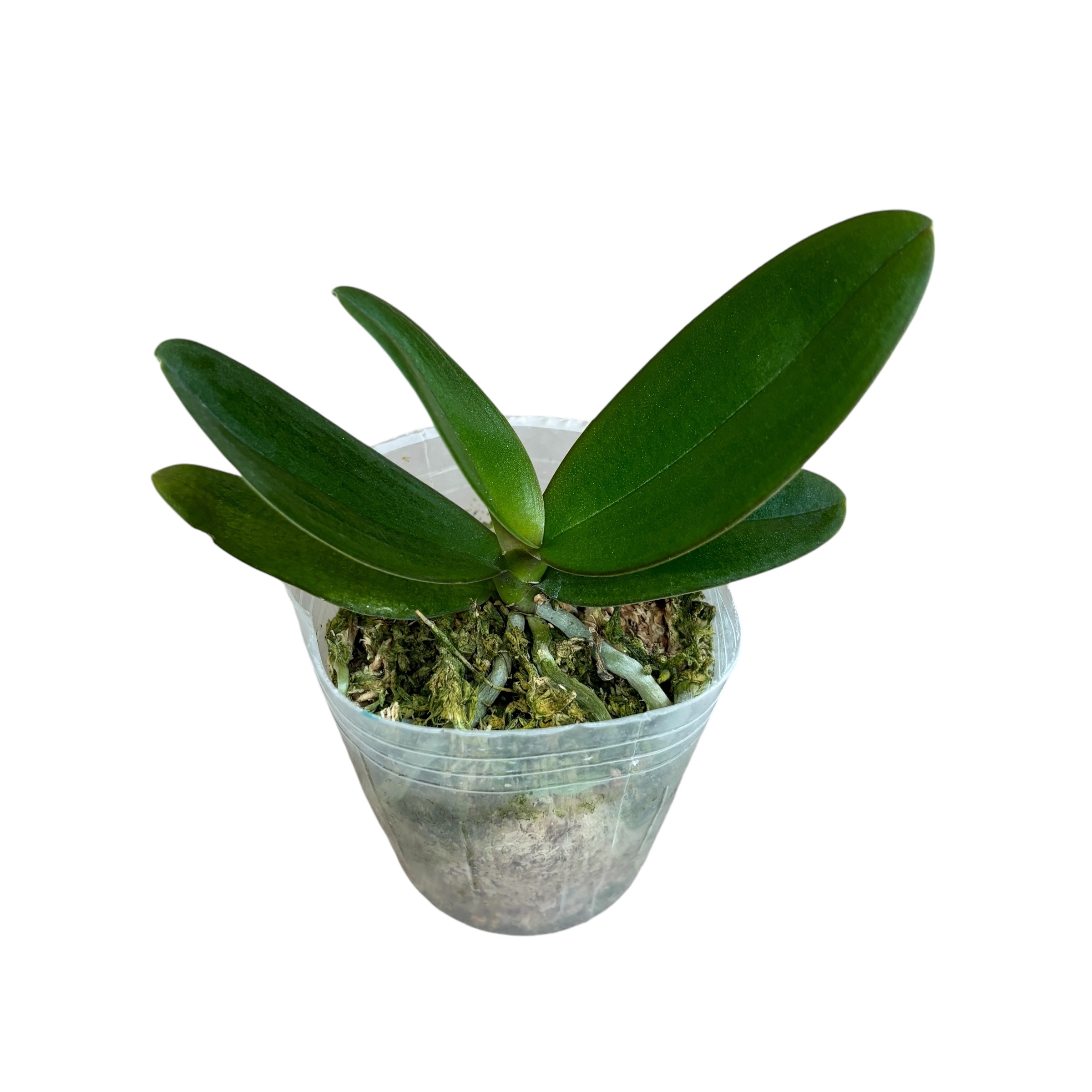 Phalaenopsis I-Hsin Claire '551' (Pélorique - Papillon)