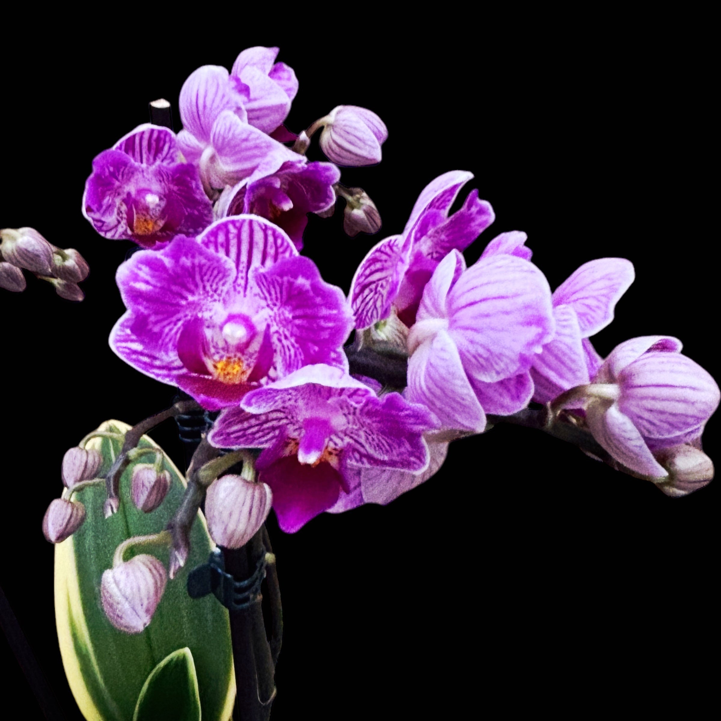 Phalaenopsis Sogo Vivien (variegata & peloric)