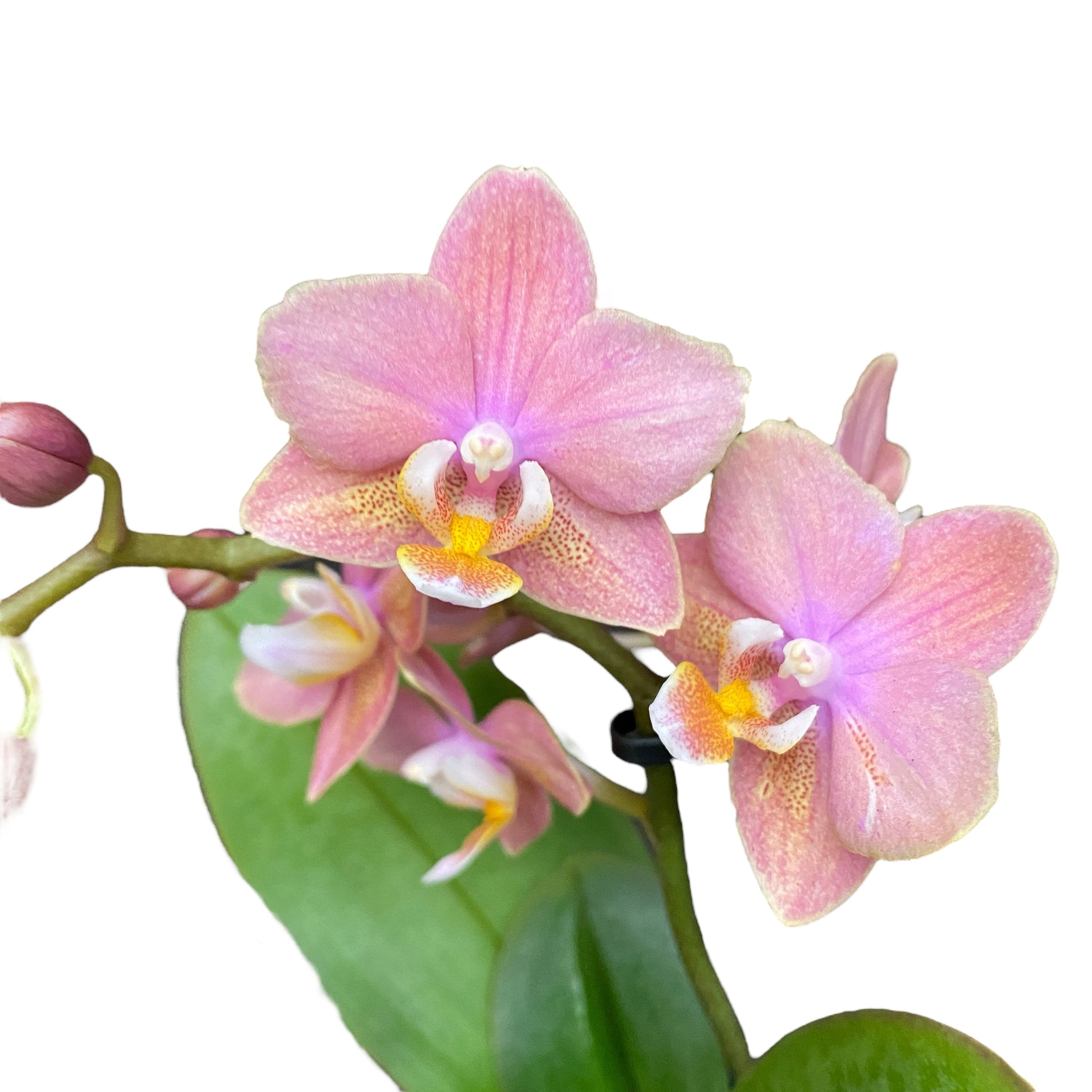 Phalaenopsis Summerion *parfumata