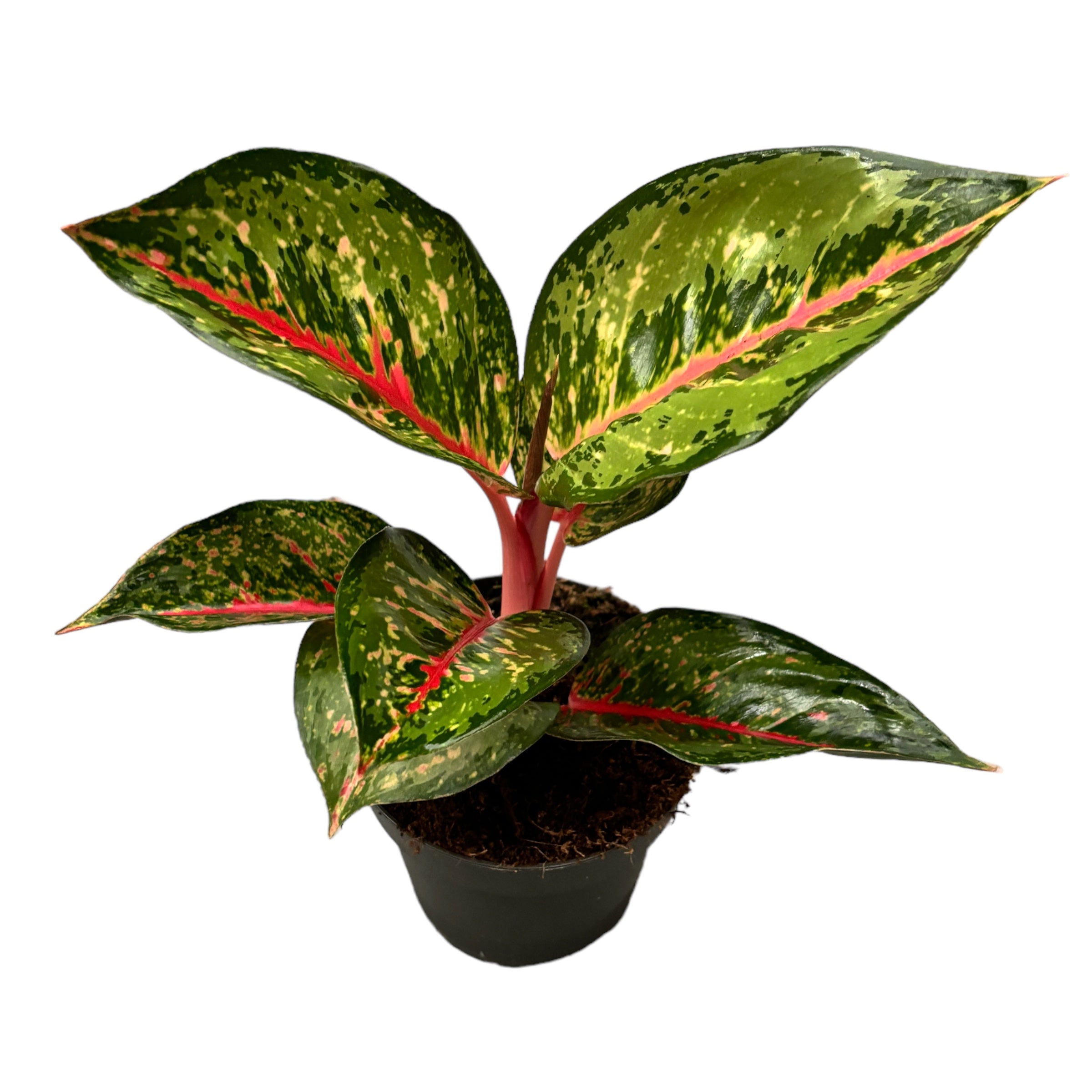 Aglaonema ’Paradise Red’