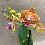 Phalaenopsis Jamaica multiflora