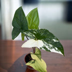 Syngonium podophyllum 'Variegata' (babánövény)