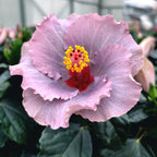 Hibiskus Long Life 'Cato Purple' (2 Pflanzen/Topf)