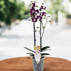 Phalaenopsis Kaoda Twinkle 'Chocolate Drop' (Black Widow) - profumata (Paesi Bassi)