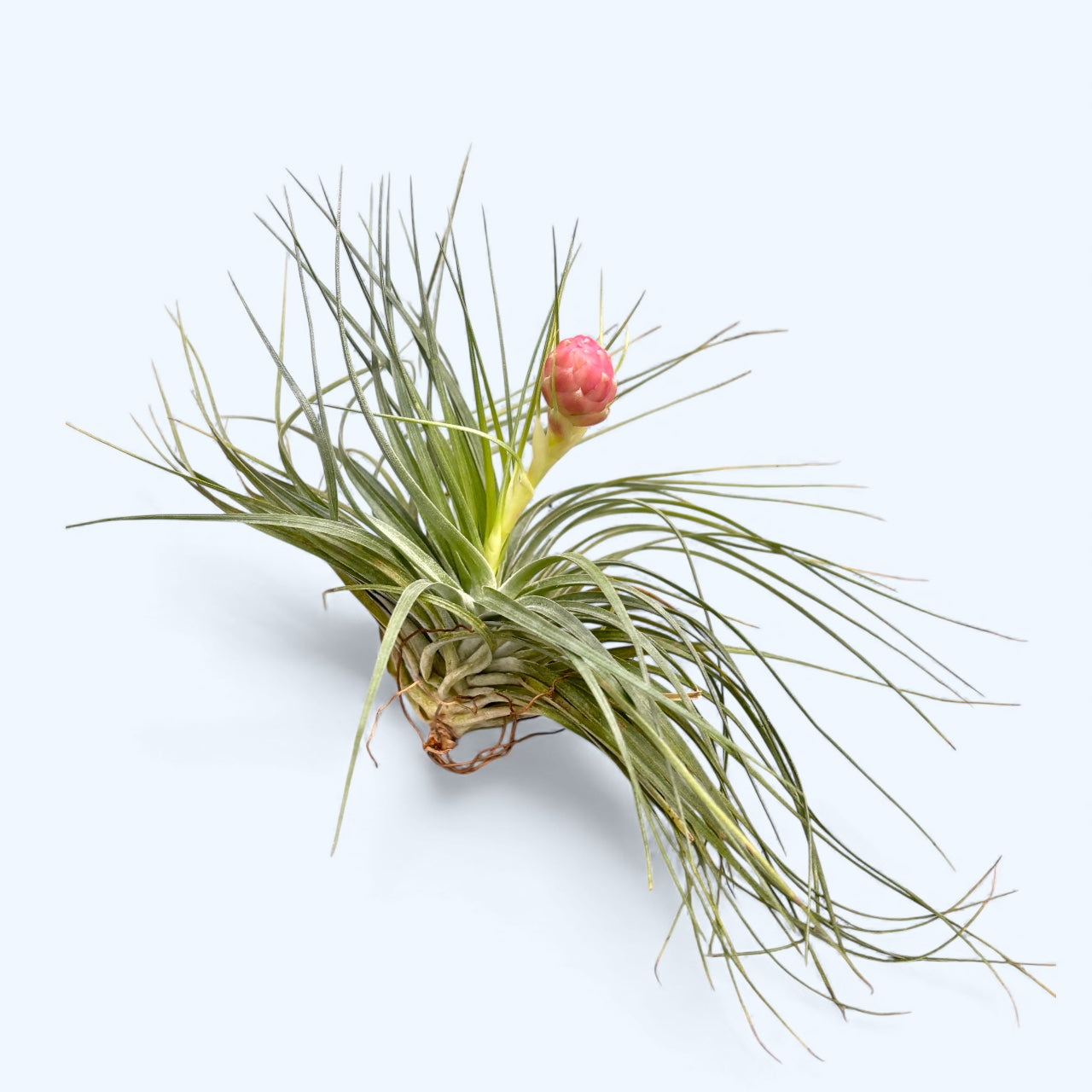 Tillandsia Stricta Air Plant – Secret Garden Plant Shop