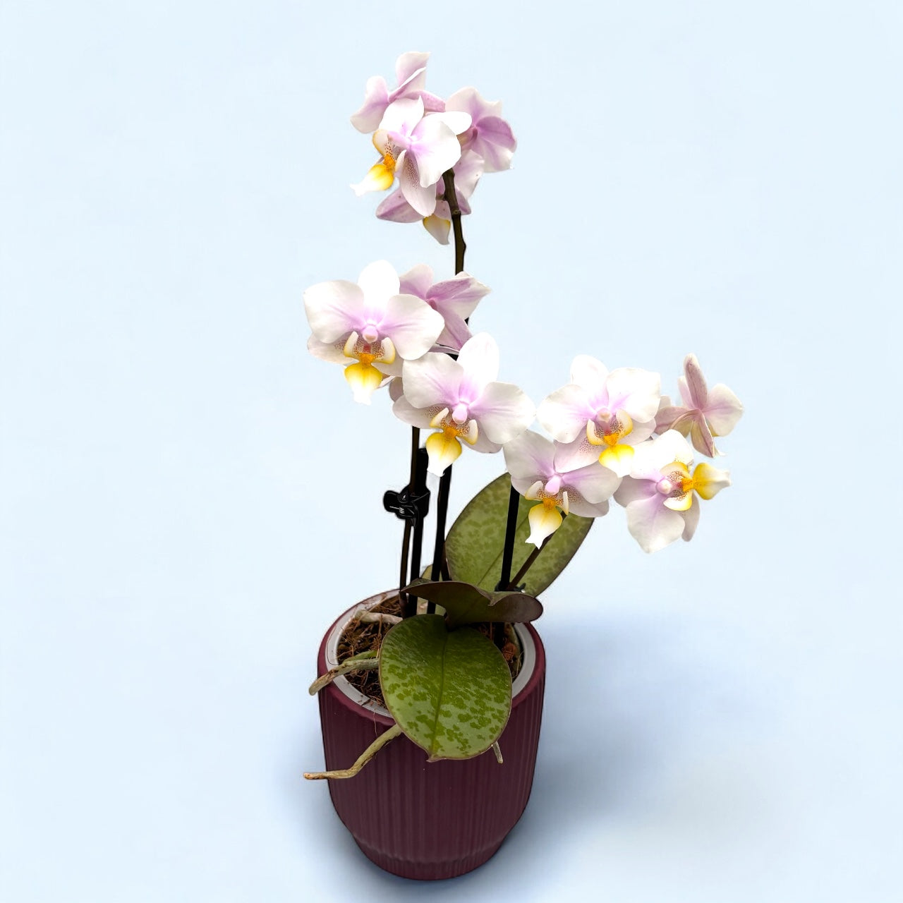 Phalaenopsis San Jose (frunze marmorate)
