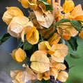 Bougainvillea 'Yellow’ - Floarea de hartie galben - auriu