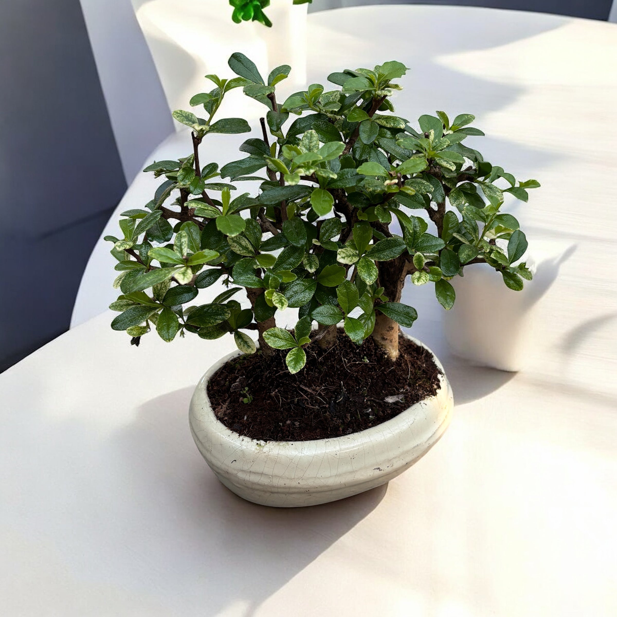 Bonsai Carmona forest 3pp