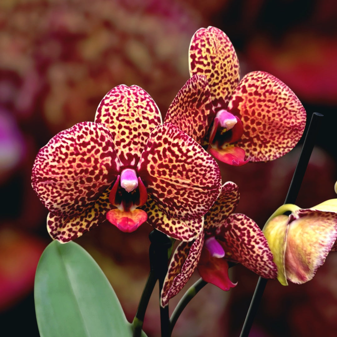 Phalaenopsis I-Hsin Yellow Leopard