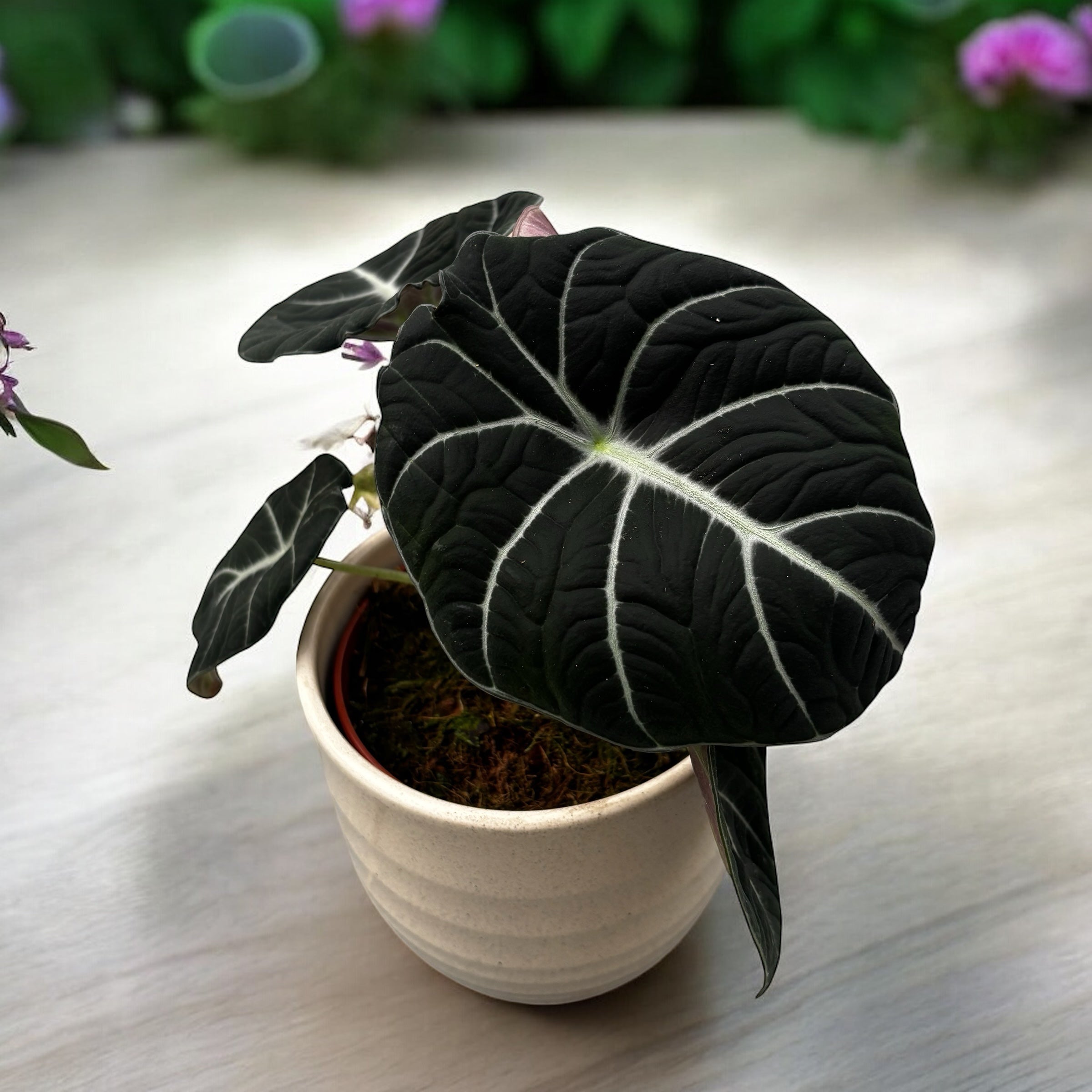 Alocasia reginula 'Black Velvet'