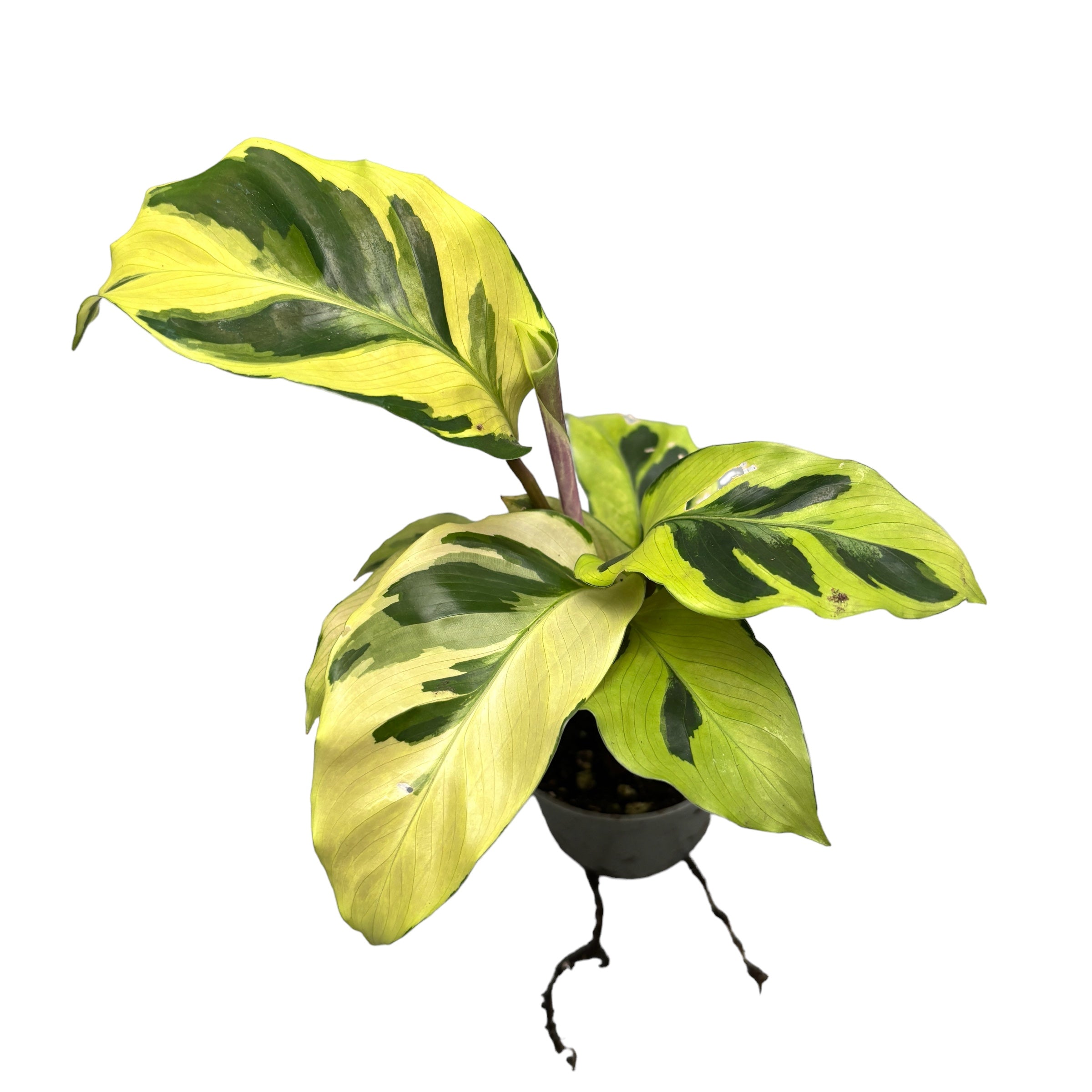 Calathea 'Yellow Fusion’ (babyplant)