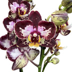 Phalaenopsis „Limited #59” (kwiaty woskowe)