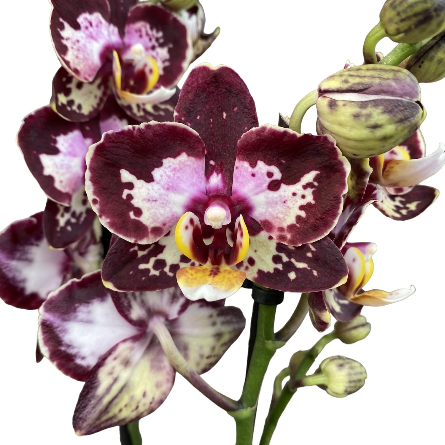 Phalaenopsis « Limited #59 » (fleurs cireuses)