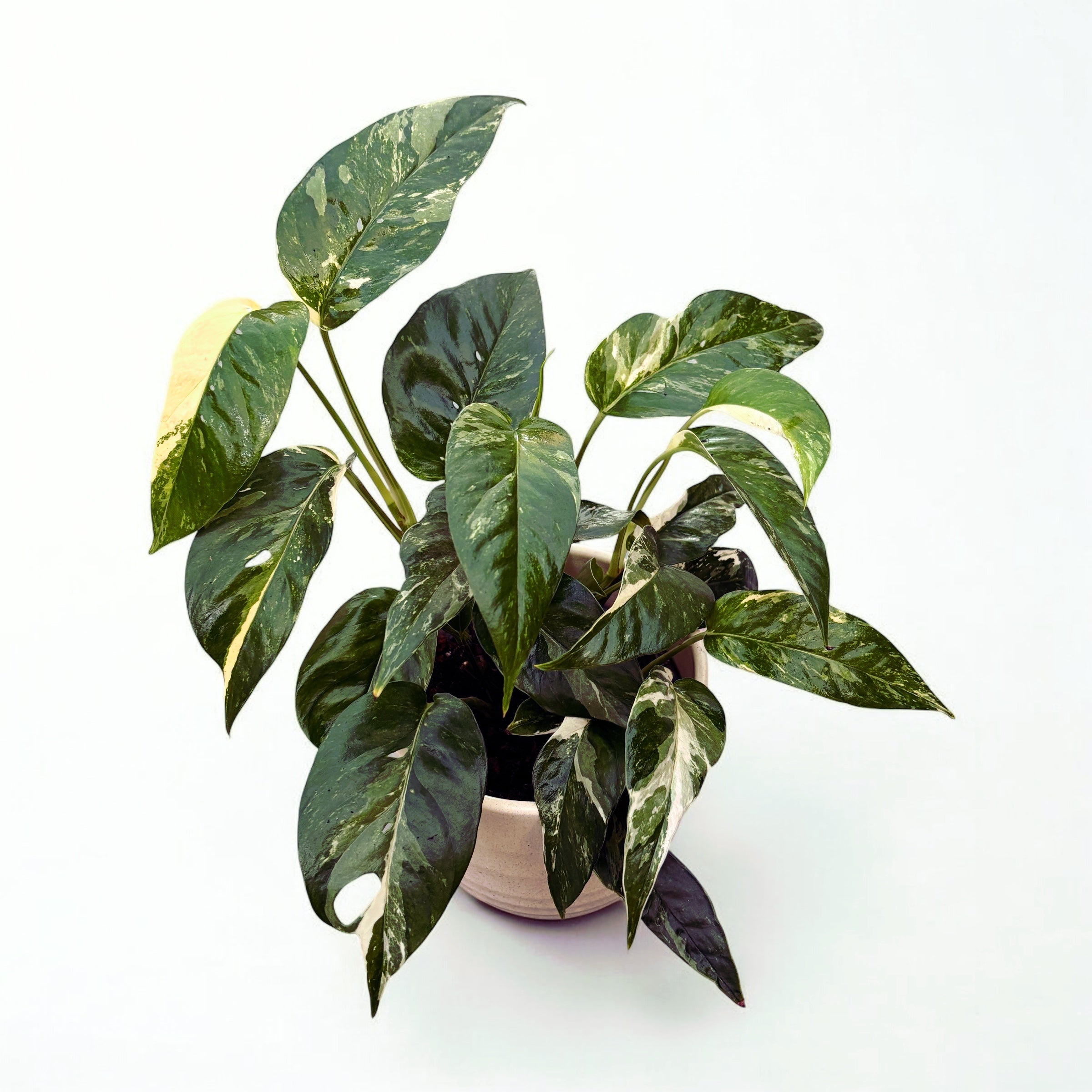 Epipremnum Pinnatum variegated 3pp - strong variegation