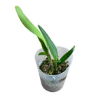 Cattleya C. G. Roebling 'Blue Indigo' vonná