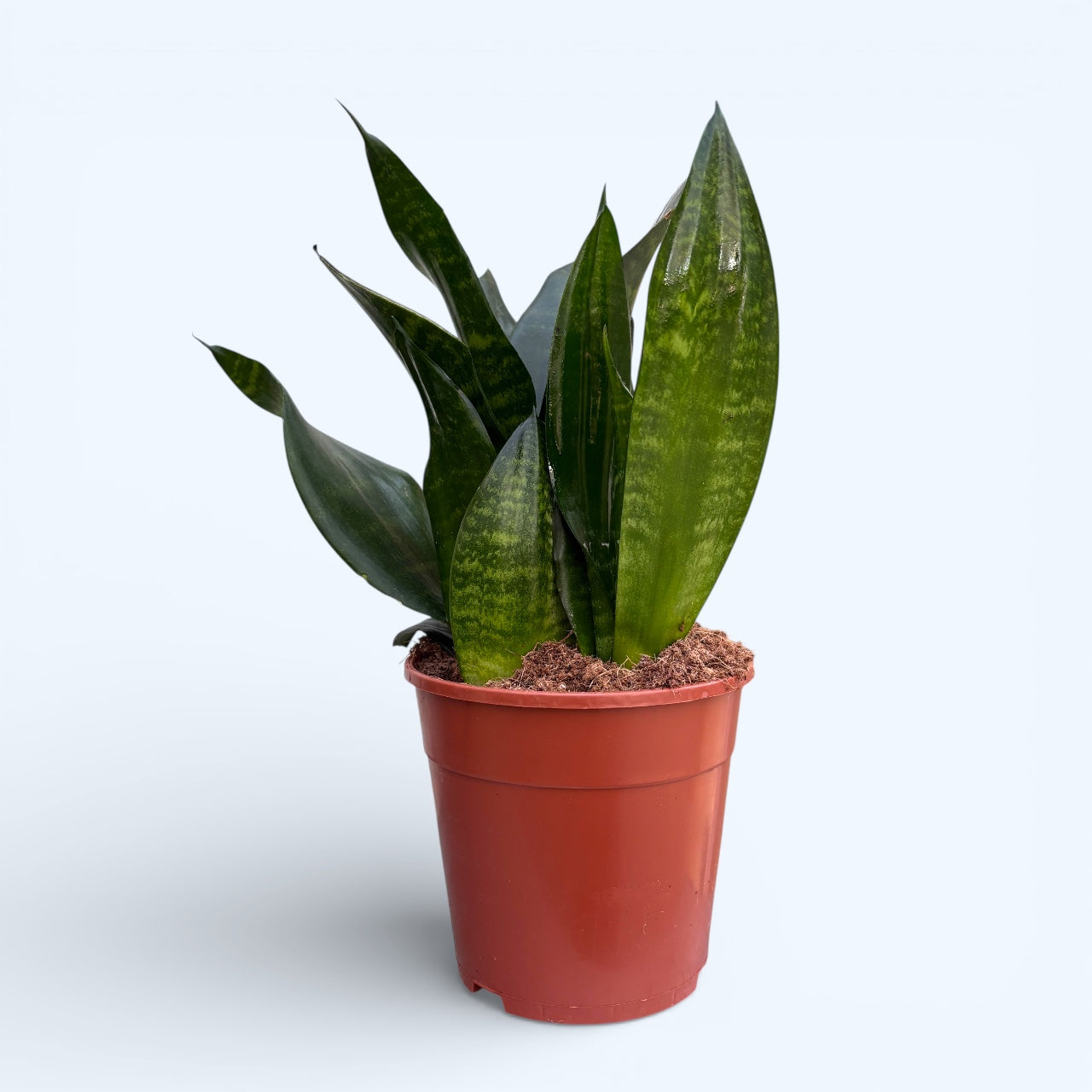 Sansevieria trifasciata ‘Jade’ - verde profund, aspect elegant