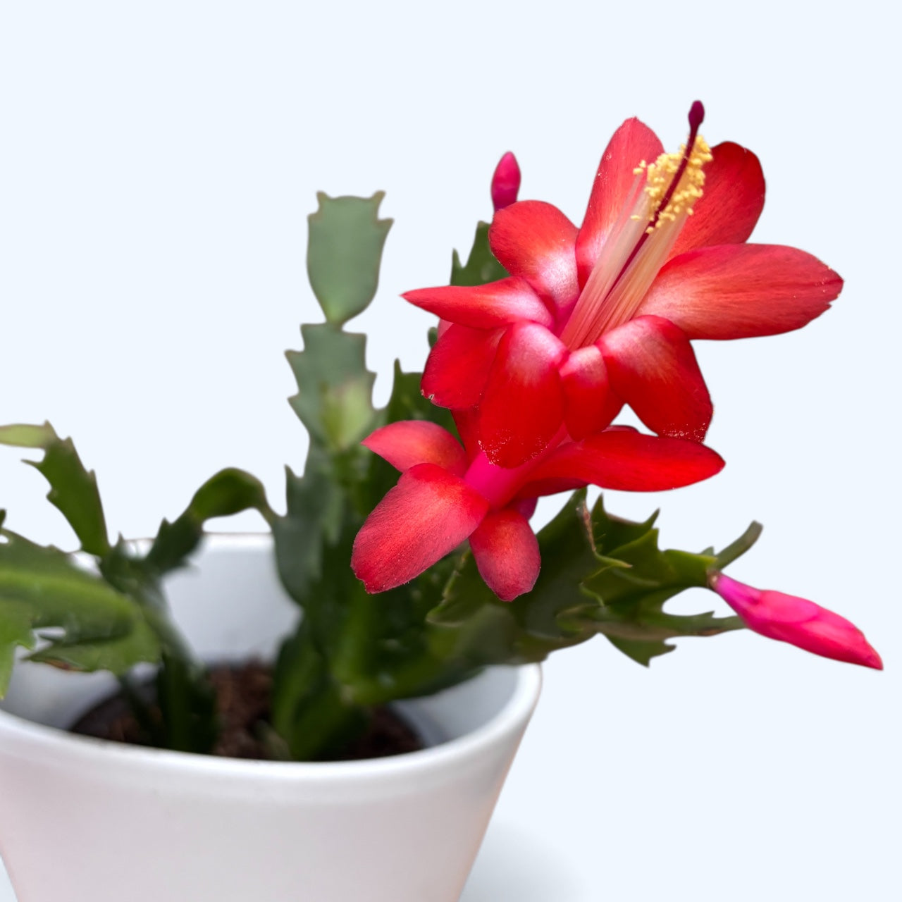 Schlumbergera ‘Carribean Dancer’ (Craciunita rosie)