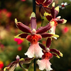 Oncostele Wildcat 'Rainbow'