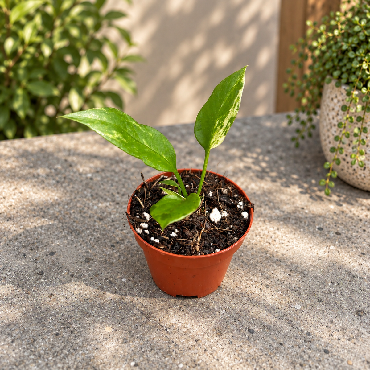 Anthurium vittarifolium - baby plant