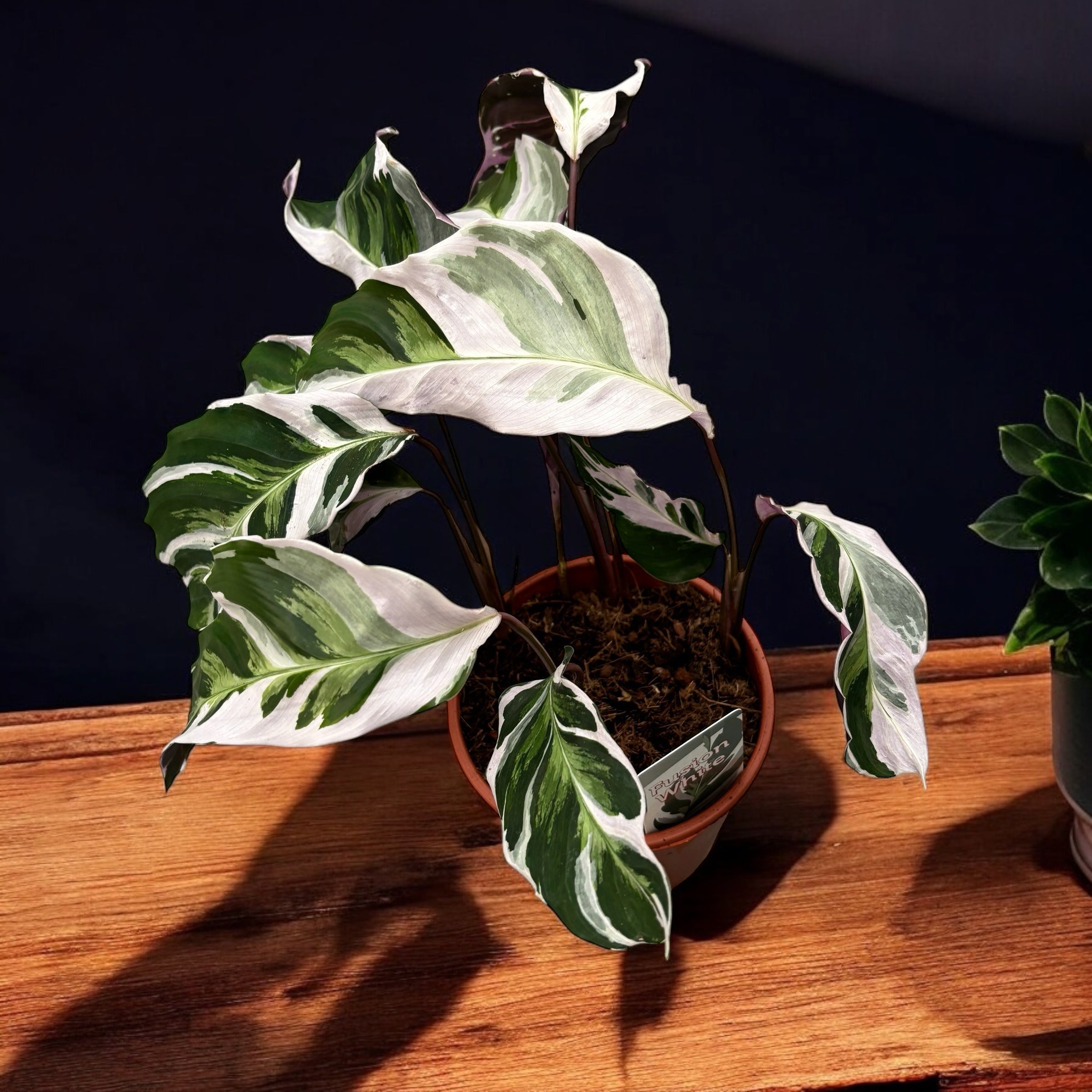 Calathea 'White Fusion'