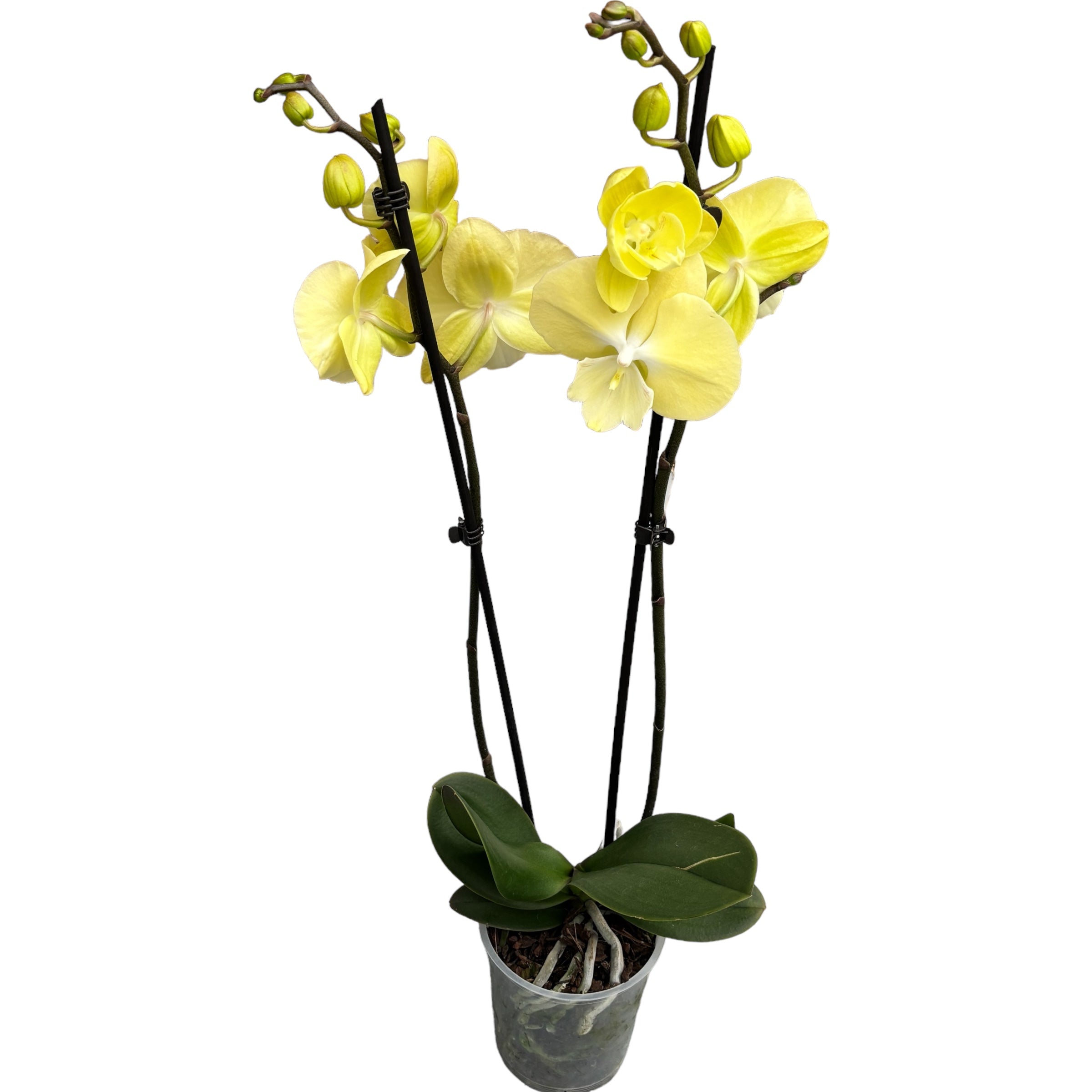 Phalaenopsis 'Limoncello Kiss' big lip – Secret Garden Plant Shop