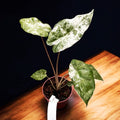 Alocasia odora 'Variegata-Batik'