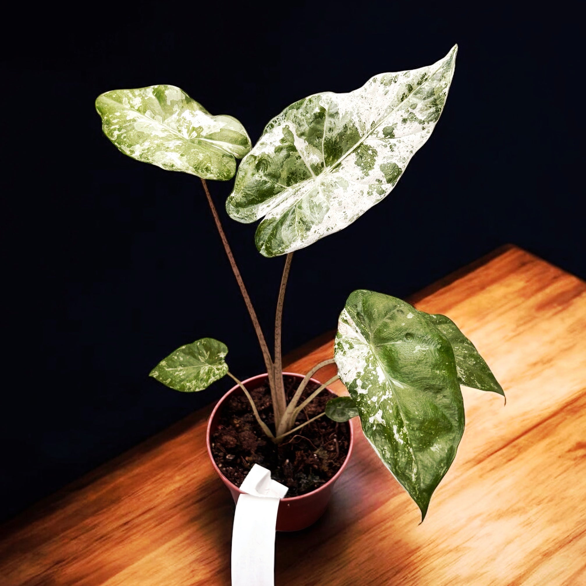 Alocasia odora 'Variegata-Batik'