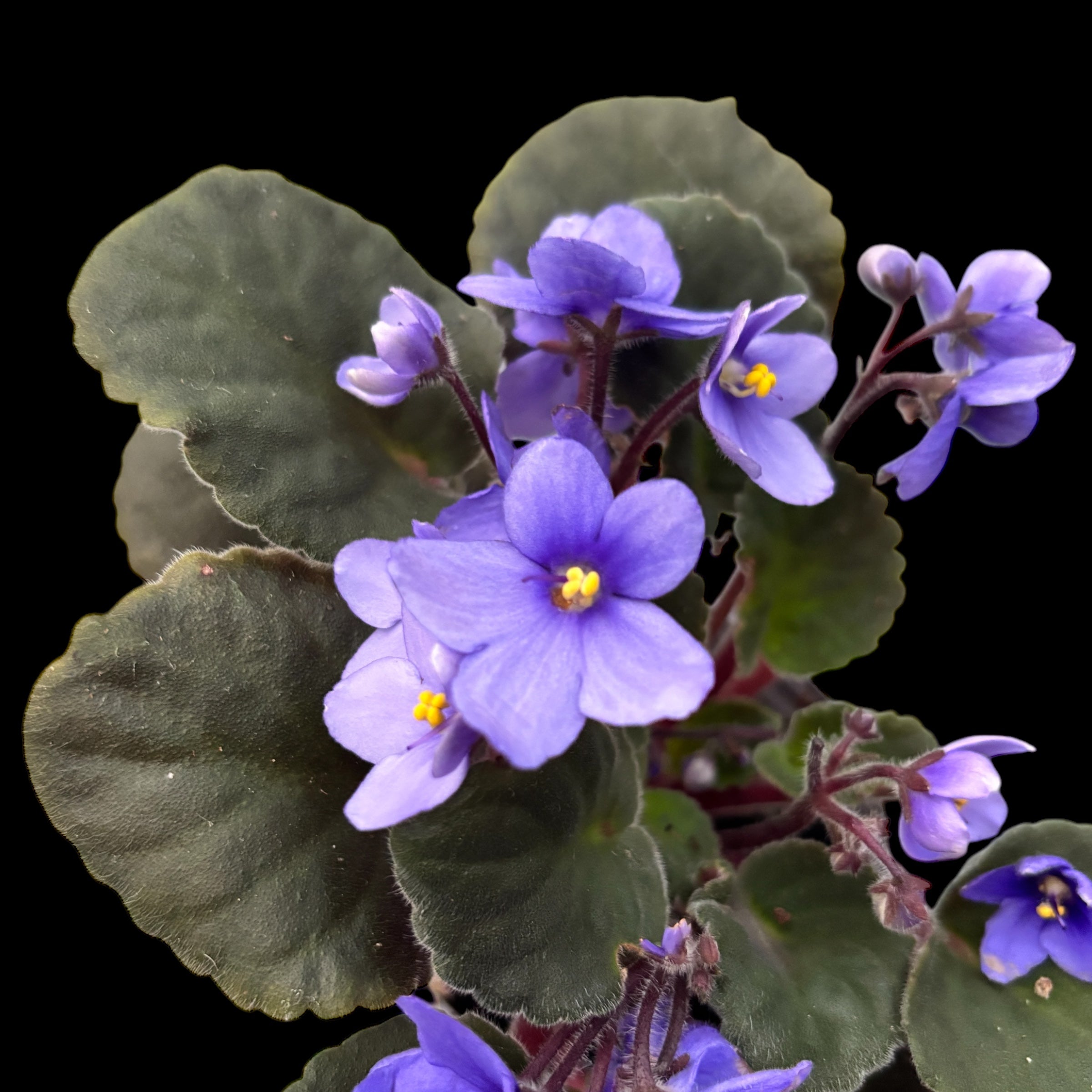 Saintpaulia Inova Spectra Tessa - violete africane