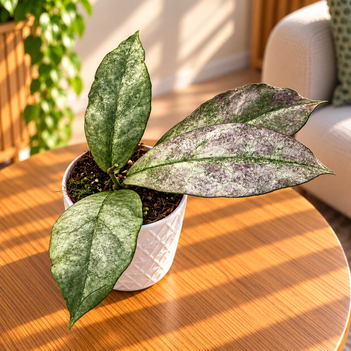 Hoya mitrata 'Silver'